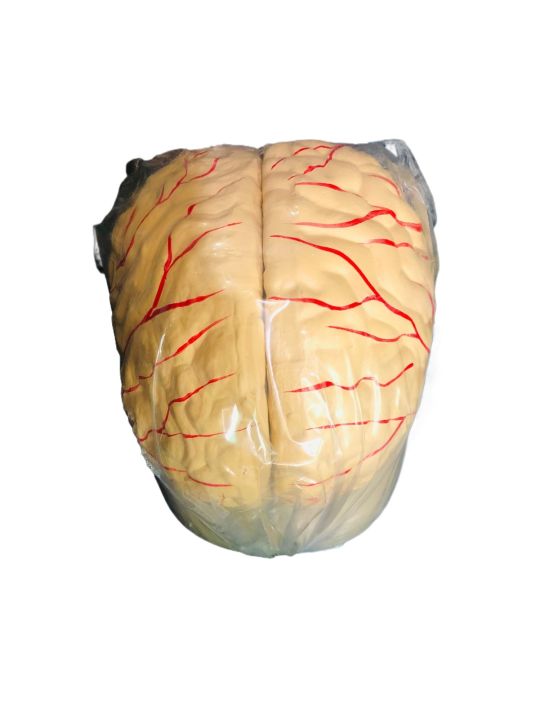 Brain Model