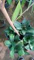 Beautiful Flowering Snake Plant. 