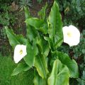 White Calla Lily Flower Seeds. 
