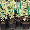 20 Pcs Green Wood Plant Stake Green Bamboo Sticks Floral Plant Support Stakes BAWEI. 