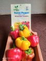 Bell Paper / sweet pepper / Colored capsicum. 