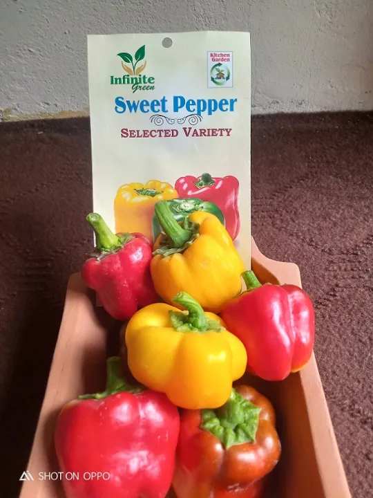 Bell%20Paper%20/%20sweet%20pepper%20/%20Colored%20capsicum%20-%20Image%202