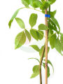Tecoma Vine, Goudichoudi (Yellow Flower) - Plant. 