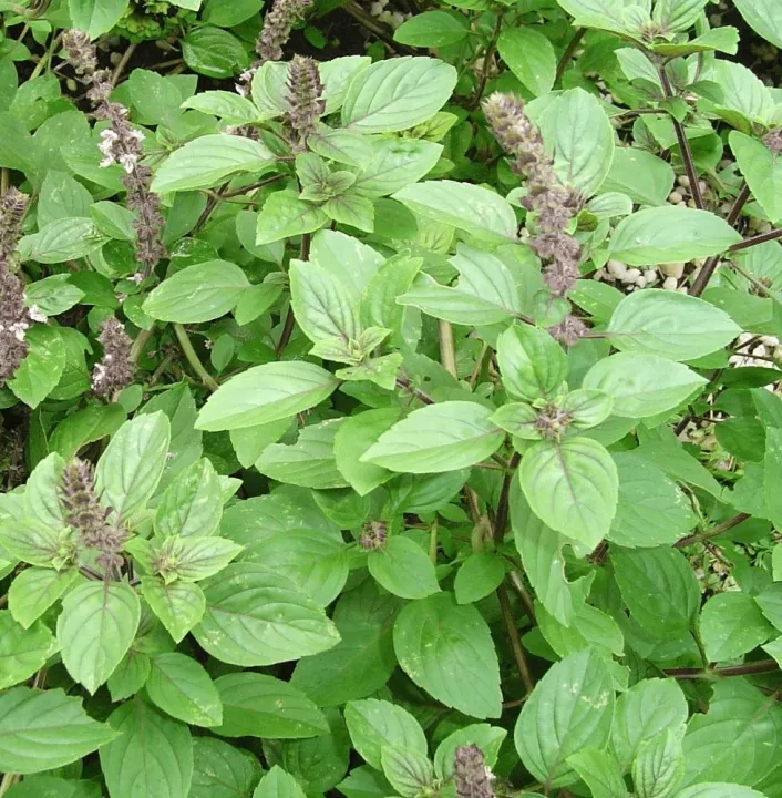 Tulsi%20Powder%20%20-%20Holy%20Basil%20Powder%20-%20Tulsi%20leaves%20-%20Tulsi%20Patta%20-%20Powder%20-%20100%20Grams%20-%20Image%202