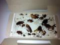 Cockroach Glue Trap - 6 Count, Ready to Use Indoors. Spider Scorpion Insect Bug Trap Sticky Adhesive Long-Lasting Glue Traps,Free NOTE random color will be delivered. 
