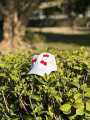 Pintresty Embroidered Cherry Cap for Girls. 