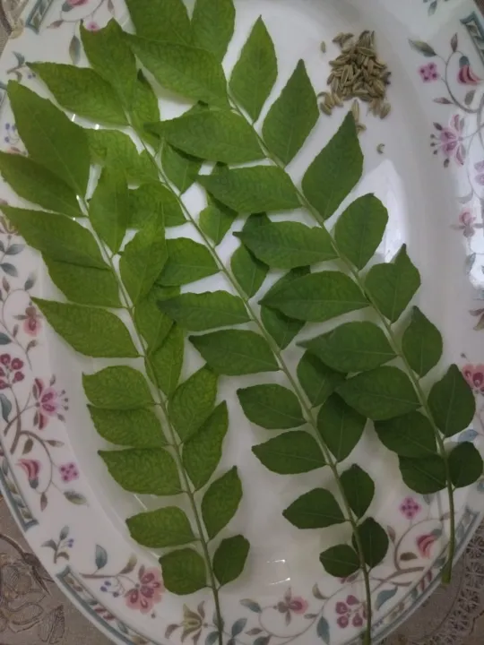 Fresh%20Curry%20Leaves%20-%20Kurry%20Patta%20-%20Image%205