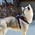 PET Denim Style Dog Leash Harness Set Nylon Adjustable Collar Vest Retractable PS503 PS-LH. 