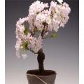10 Pcs Cherry Blossoms Cherry Tree Ornamental Plant. 