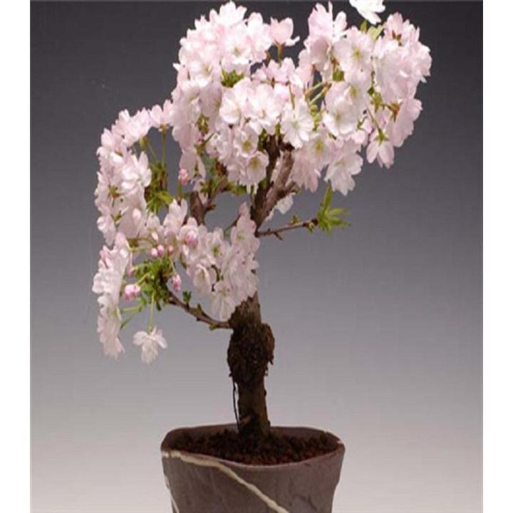 10 Pcs Cherry Blossoms Cherry Tree Ornamental Plant