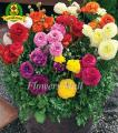 Ranunculus Persian Buttercup Seed. 
