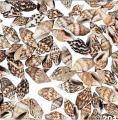 200 Natural Sea Shells Pack. 