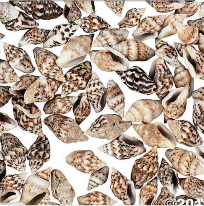 200%20Natural%20Sea%20Shells%20Pack%20-%20Image%206