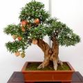 Bonsai Edible Pomegranate Fruit Tree Seeds. 