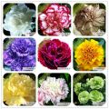 Carnation (Mix) Seeds - Rare and Beautiful. 