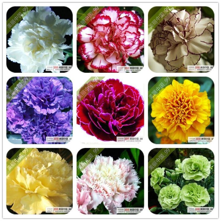 Carnation (Mix) Seeds - Rare and Beautiful