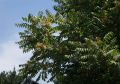 50+ Tree of Heaven - Ailanthus Altissima Tree Seeds Home Kitchen Gardening Seeds. 