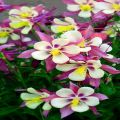 Purple White Columbine Flower Seeds. 