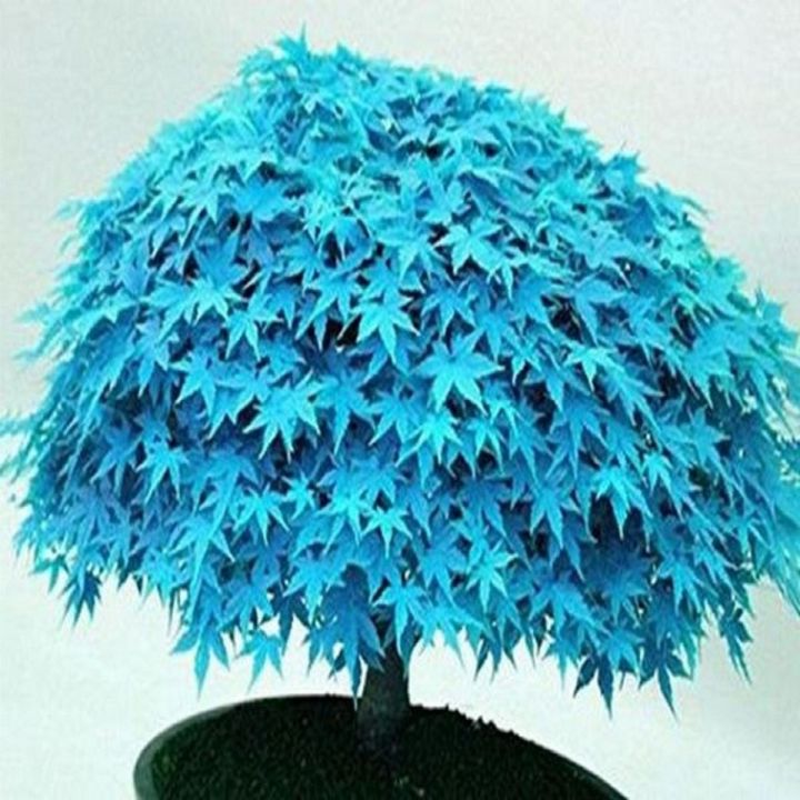 African Blue Maple Tree Seeds