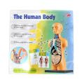 The human body science and nature Educational toy for kids 10 body parts with a stand. 