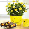 Miniature Yellow Rose Flower Seeds. 
