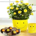 Miniature Yellow Rose Flower Seeds. 