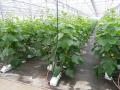 50Pcs Cucumber plants Seeds. 