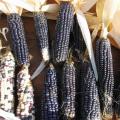 Corn Seeds - Blue Hopi 15gm. 