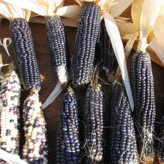 Corn Seeds - Blue Hopi 15gm
