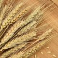 10 Natural Dried Wheat Stems for Resin Art and Home Decor - Dried Flowers for art. 
