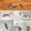 Super Strong Sticky Mouse Board 120x28cm Large Size Mouse Trap Glue Rat Board Non-toxic Eco-Friendly Household Pest Killing Tool. 