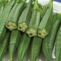 Okra Lady Finger (Bhindi) Kitchen Gardening Vegetable Seeds. 