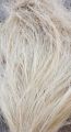 MUNJH OR BIRDS NESTING  MATERIAL / FOR FISCHER / LUTINO / ALBINO LOVEBIRD & PARROTS - 50 GRAMS. 