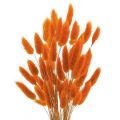 100pcs Natural Black Bunny Tails Dried Flowers Farmhouse Flower Arrangements,Lagurus Ovatus,Pampas Grass Decor for Wedding Craft. 