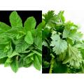 Pack of 2 Mint and Coriander seeds. 