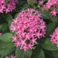 Pentas flower seeds rare variety FROM USA BY ADNAN EXPRESS. 