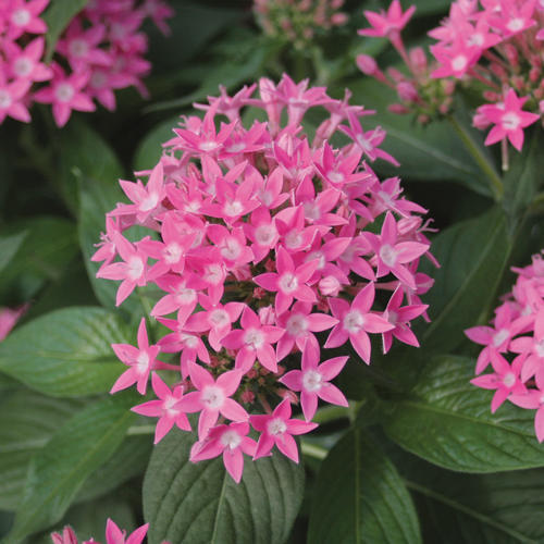Pentas flower seeds rare variety FROM USA BY ADNAN EXPRESS