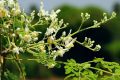 Pack of 100 Moringa / Sohanjna Seeds to grow with 100 percent germination Moringa oleifera Tree Plant Used in Various ways; Flowers, Leaves, Seeds, and fruits.. 
