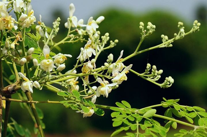 Pack%20of%2010%20Moringa%20Seeds%20100%20percent%20germinate%20Sohanjna%20Tree%20Plant%20Flower%20-%20Image%205