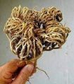 Maryam Booti Flower | Marayam Panja  (مریم بوٹی) 20g. 