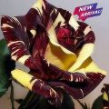 Black Dragon Rose Flower Seeds. 