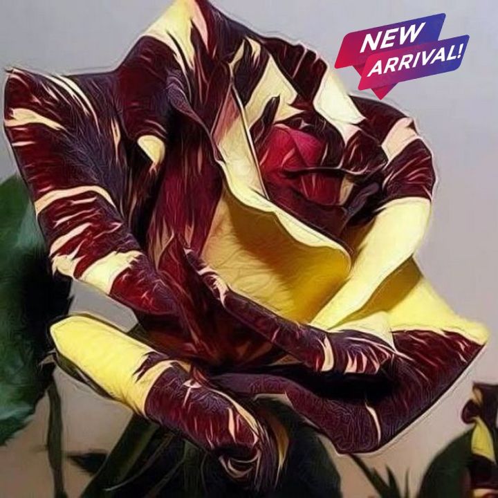 Black Dragon Rose Flower Seeds