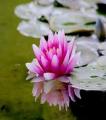 Lotuss seeds kanwal flower seeds. 