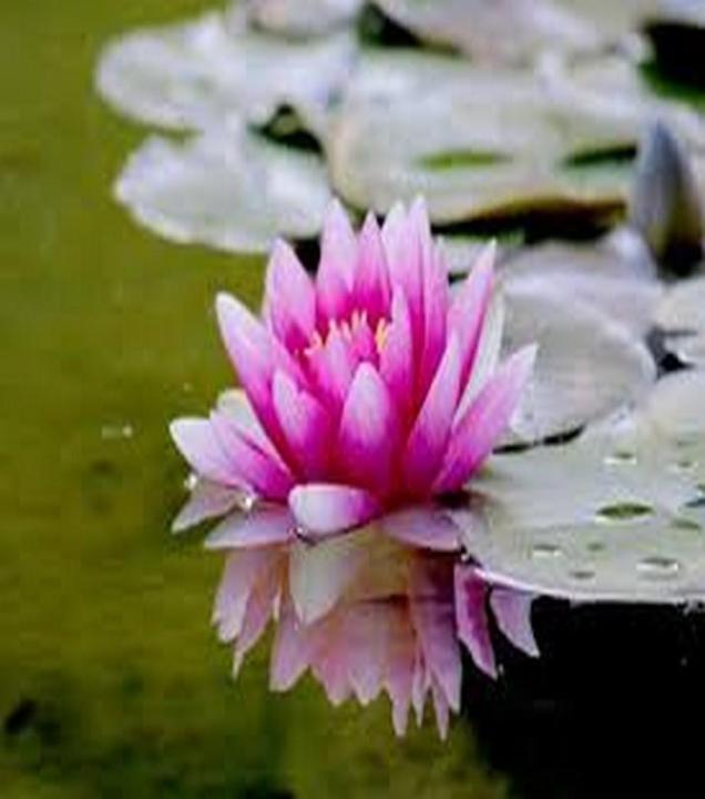 Lotuss seeds kanwal flower seeds