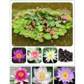 5 Seeds Of (KANWAL) Aquatic Plant Mix Colors. 