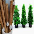 Pack Of 1, 2 And 3 Plant Stick (3 Ft) Straightener For Climbing Indoor Plants / Money Plants. 