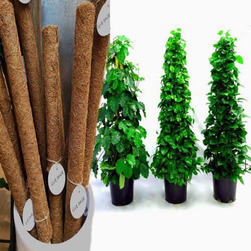 Plant%20Stick%20(4%20Ft)%20Straightener%20For%20Climbing%20Indoor%20Plants%20/%20Money%20Plants%20Pack%20Of%201,2,3,4,5%20-%20Image%203
