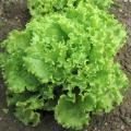 50 seeds of lettuce|salid beej | tukhm-e-kahu |lettuce seed home depot |kitchen garden |green lettuce | growing lettuce from seed. 