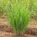 Lemon Grass Seeds - UK Imported - Lemongrass Home Kitchen Gardening. 
