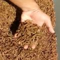 Dried meal worms BSF for birds,fish, turtle etc 50gm best quality. 